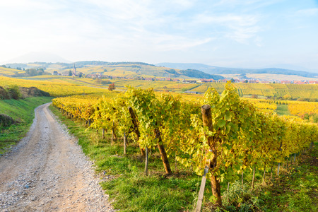 Vineyards at Mittelbergheim and Andlau, a little village in Alsace, a region in eastern France - Europeの写真素材