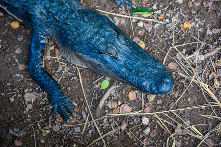 Anhinga Trail of the Everglades National Park. Boardwalks in the swamp. Florida, USA.の写真素材