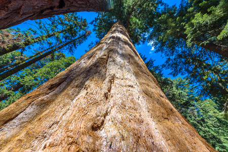 Giant sequoia forest - the largest trees on Earth in Sequoia National Park, California, USAの写真素材