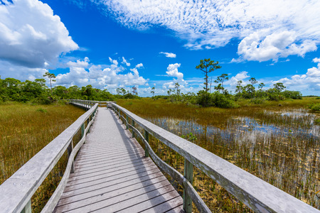 Mahogany Hammock Trail of the Everglades National Park. Boardwalks in the swamp. Florida, USA.の写真素材