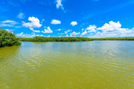 West Lake Trailhead of the Everglades National Park. Boardwalks in the swamp. Florida, USA.の写真素材
