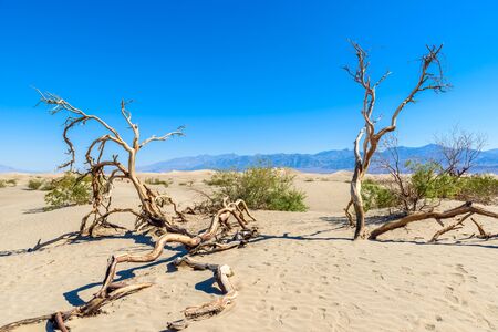 Mesquite sand dunes in desert of Death Valley, California, USA.の写真素材