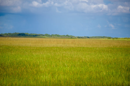 Anhinga Trail of the Everglades National Park. Boardwalks in the swamp. Florida, USA.の写真素材