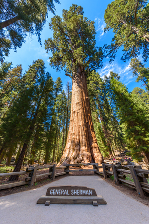 General Sherman Tree - the largest tree on Earth, Giant Sequoia Trees in Sequoia National Park, California, USAのeditorial素材