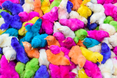 Chickens colored babies. A group of funny, colorful easter chicks.の写真素材