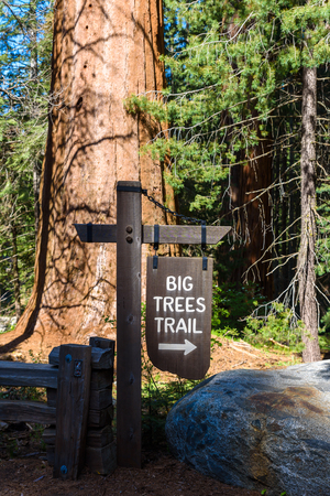 Beautiful scenery on the Big Trees Trail in Sequoia National Park where are the biggest trees of the world, California. USA.の写真素材