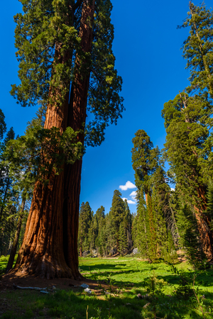 Beautiful scenery on the Big Trees Trail in Sequoia National Park where are the biggest trees of the world, California. USA.の写真素材