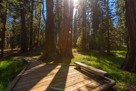 Beautiful scenery on the Big Trees Trail in Sequoia National Park where are the biggest trees of the...