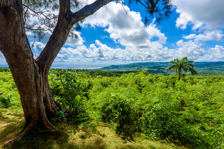 Farley Hill National Park on the Caribbean island of Barbados. It is a paradise destination with a white sand beach and turquoiuse sea.の写真素材