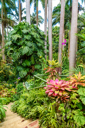 HunteÂ´s Botanical Garden on the Caribbean island of Barbados. It is a paradise destination with a white sand beach and turquoiuse sea.の写真素材