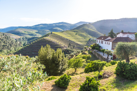 Landscape of the Douro river regionin Portugal -  Vineyardsの写真素材