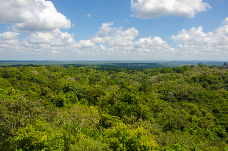 Tikal - Maya Ruins in the rainforest of Guatemalaの写真素材
