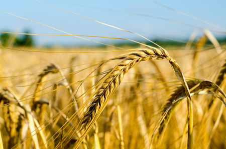 Cornfield - Growing Cornの写真素材