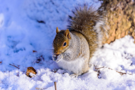 Squirrel in forest at winter sceneryの写真素材