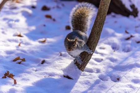 Squirrel in forest at winter scenery - blurred forest in the backgroundの写真素材