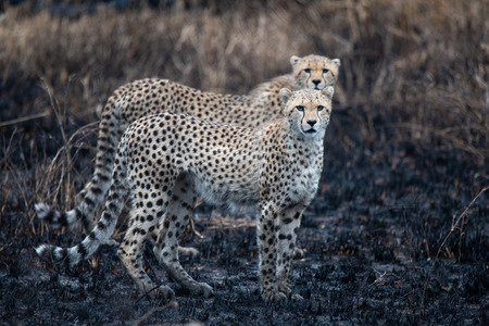Cheetahs in the African savanna. Safari in the savannah of Serengeti National Park, Tanzania. Close to Maasai Mara, Kenya. Burnt savanna landscape because of bushfire. Africa.の写真素材