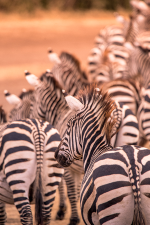 Close up portrait from a zebra in herd of zebras with pattern of black and white stripes. Wildlife scene from nature in savannah, Africa. Safari in National Park of Tanzania.の写真素材