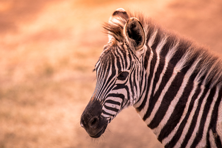 Young baby zebra with pattern of black and white stripes. Wildlife scene from nature in savannah, Africa. Safari in National Park of Tanzania.の写真素材