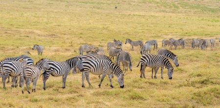 Herd of zebras in african savannah. Zebra with pattern of black and white stripes. Wildlife scene from nature in Africa. Safari in National Park Ngorongoro Crater, Tanzania.の写真素材