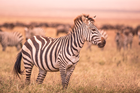 Herd of zebras in african savannah. Zebra with pattern of black and white stripes. Wildlife scene from nature in Africa. Safari in National Park Ngorongoro Crater, Tanzania.の写真素材