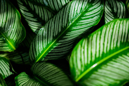 Structure in Nature - Leaf with beautiful design and structure