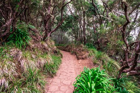 Levada dos Balcoes in Ribeiro Frio, Hiking on trekking trail Vereda dos Balcoes, Forest Ribeiro Frio, Madeira Portugalの写真素材
