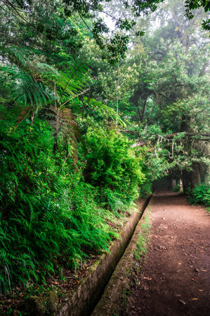 Levada dos Balcoes in Ribeiro Frio, Hiking on trekking trail Vereda dos Balcoes, Forest Ribeiro...