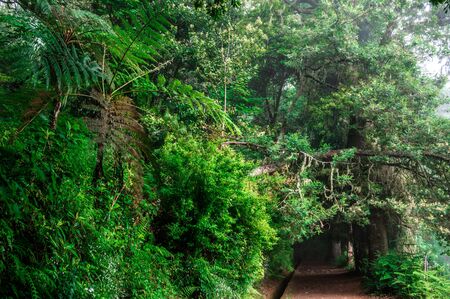 Levada dos Balcoes in Ribeiro Frio, Hiking on trekking trail Vereda dos Balcoes, Forest Ribeiro Frio, Madeira Portugalの写真素材
