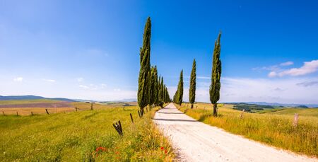 Italian cypress trees alley and a white road to farmhouse in rural landscape. Italian countryside of Tuscany, Italy, Europe.の写真素材