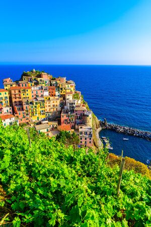 Manarola village in beautiful scenery of mountains and sea - Spectacular hiking trails in vineyard with flowers in Cinque Terre National Park,  Liguria, Italy, Europeの写真素材