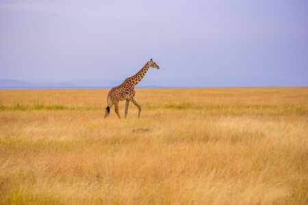 Lonely giraffe in the savannah Serengeti National Park at sunset.  Wild nature of Tanzania - Africa. Safari Travel Destination.の写真素材