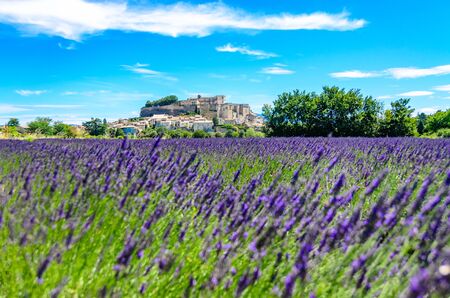 Lavender fields at village Gordes, a small medieval town in Provence, Travel destination in France.の写真素材