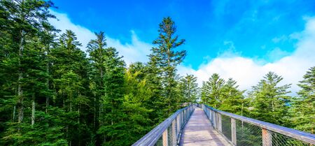 Treetop walk in Black Forest with 40m high Lookout tower located at Sommerberg, Bad Wildbad - Travel destination in Germanyの写真素材