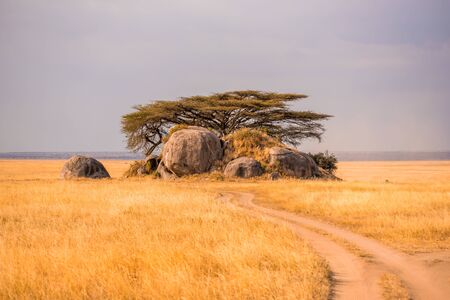 Game drive on dirt road with Safari car in Serengeti National Park in beautiful landscape scenery, Tanzania, Africaの写真素材