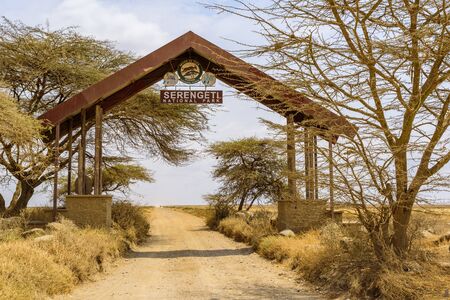 Game drive on dirt road with Safari car in Serengeti National Park in beautiful landscape scenery, Tanzania, Africaの写真素材