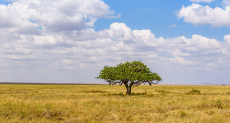Panoramic image of a lonely acacia tree in Savannah in Serengeti National Park, Tanzania - Safari in Africaの写真素材