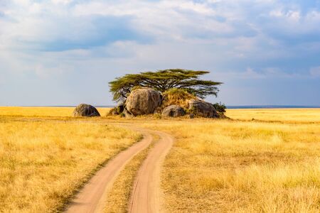 Game drive on dirt road with Safari car in Serengeti National Park in beautiful landscape scenery, Tanzania, Africaの写真素材