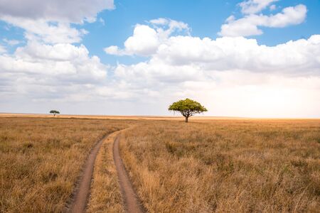 Game drive on dirt road with Safari car in Serengeti National Park in beautiful landscape scenery, Tanzania, Africaの写真素材