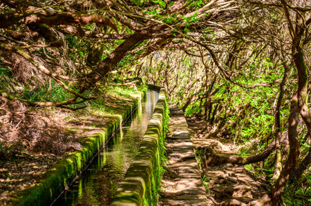 Hiking Levada trail 25 Fontes in Laurel forest - Path to the famous Twenty-Five Fountains in beautiful landscape scenery -  Madeira Island, Portugalの写真素材