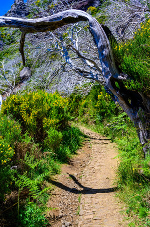 Beautiful hiking trail from Pico do Arieiro to Pico Ruivo, Madeira island. Footpath PR1 - Vereda do...