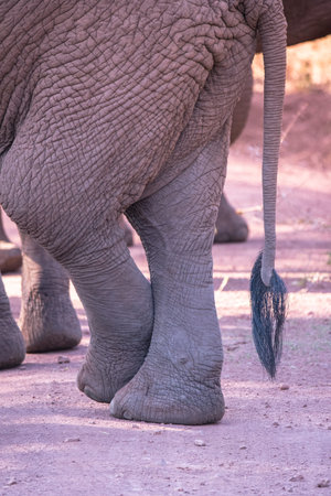 Elephant in beautiful landscape scenery of bush savannah - Game drive in Lake Manyara National Park, Wild Life Safari, Tanzania, Africaの写真素材