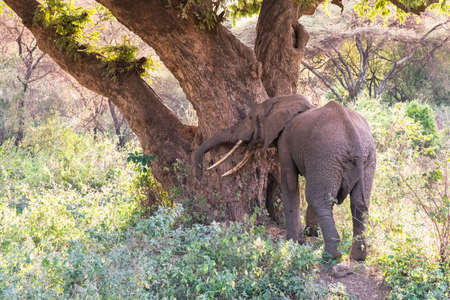 Elephant in beautiful landscape scenery of bush savannah - Game drive in Lake Manyara National Park, Wild Life Safari, Tanzania, Africaの写真素材