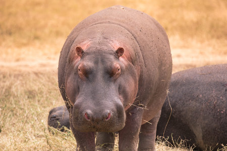 Hippo in beautiful landscape scenery of bush savannah - Game drive in Ngorongoro Crater National...