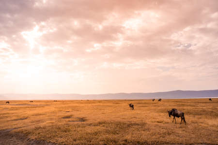 Herd of gnus and wildebeests in the Ngorongoro crater National Park, Wildlife safari in Tanzania, Africa.の写真素材