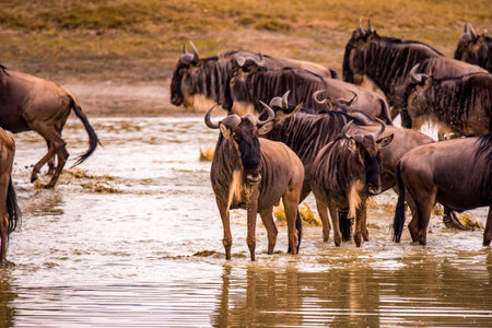 Herd of gnus and wildebeests in the Ngorongoro crater National Park, Wildlife safari in Tanzania,...