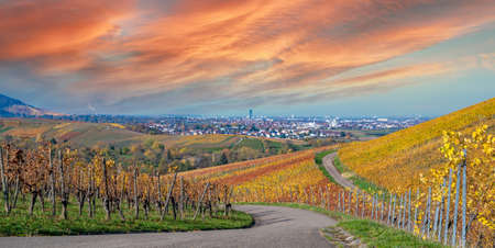 Struempfelbach - Vineyards at Weinstadt region - beautiful landscape in autumn close to Stuttgart, Baden-Wuerttemberg, Germanyの写真素材