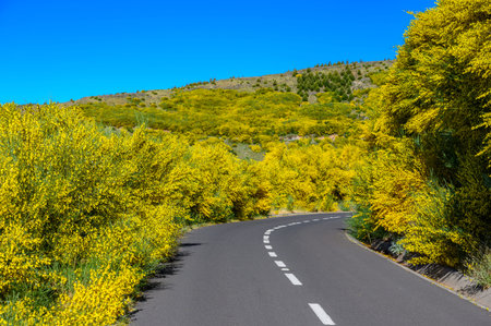 Beautiful scenery in Madeira island - beautiful flowers next to the road - Portgualの写真素材
