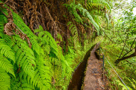 Levada do CaldeirÃ£o - hiking path in the forest in Levada do Caldeirao Verde Trail - tropical scenery on Madeira island, Portugal.の写真素材