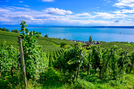 Vineyards near Meersburg - beautiful landscape scenery at Lake Constance, Germanyの写真素材