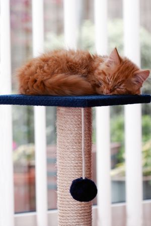 Cute Kitten Sleepingの写真素材